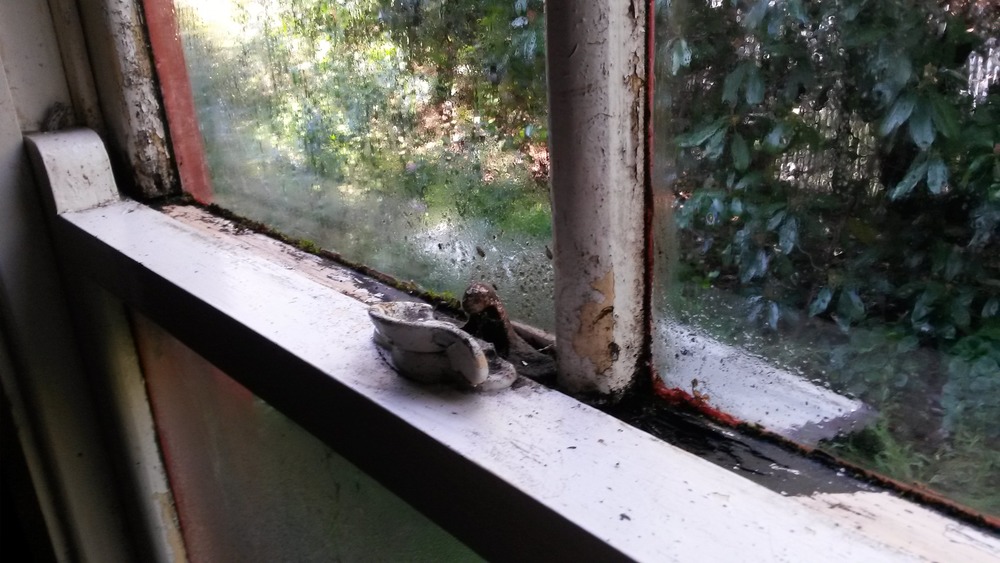  You could be forgiven for accepting the condition of this window due to its age, but nobody should have to live in a home where the condensation is so bad that the timber frames have rotted from the inside and black mould spores have made their home. 